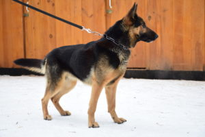 Dog7