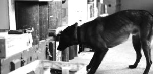 dog3