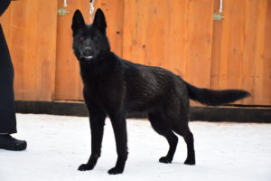 dog6